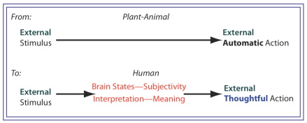 Human beings allow a brain state = interpretation to intervene between an external stimulus and an external Action (now thoughtful not reflex).